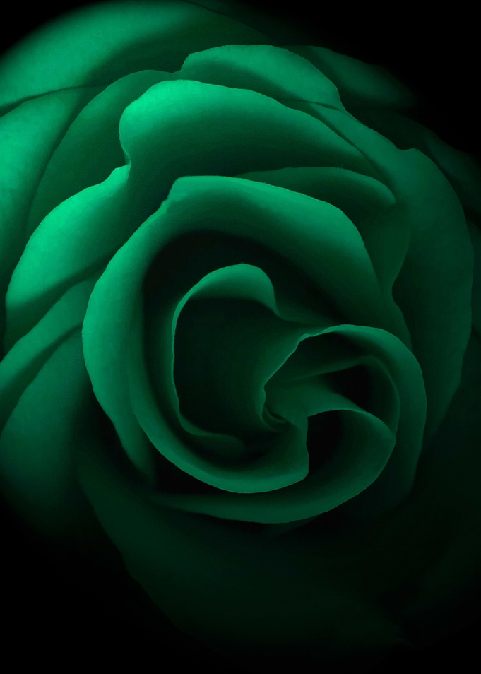 Emerald Green Rose