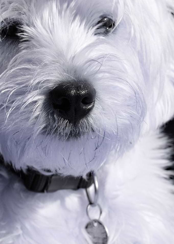 Woof