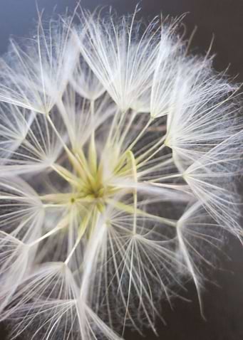 Dandelion CB