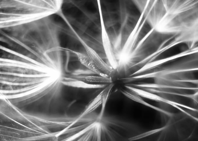 Black and white Dandelion CB