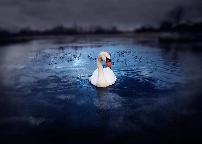 Lonely Swan