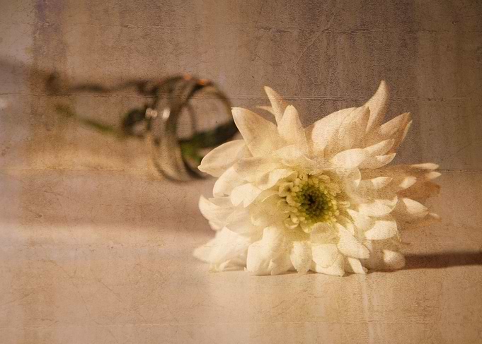 Fallen flower