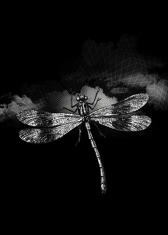 DRAGONFLY II