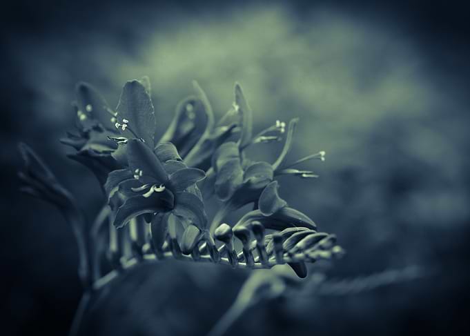 Lilly