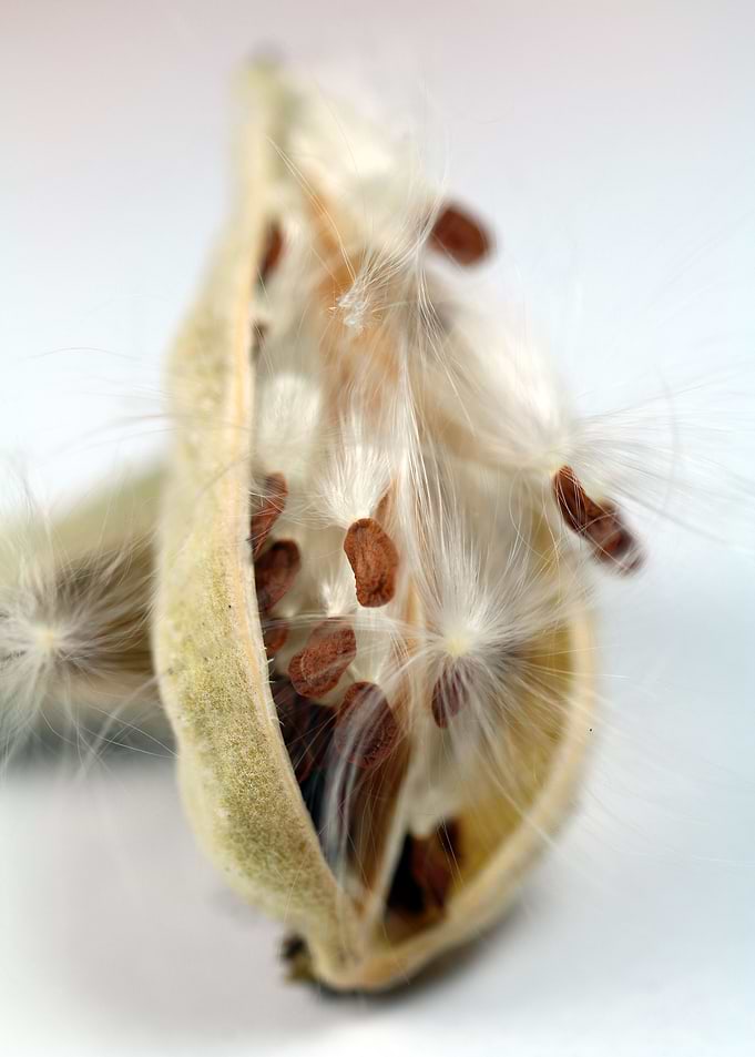 parrot shrub seeds