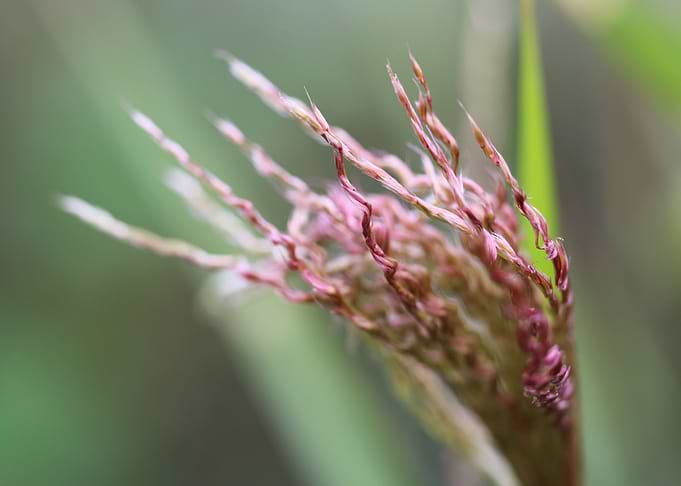 japan grass bloom