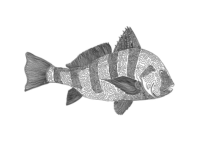 black drum, one liner The line starts in its eye and e ...
