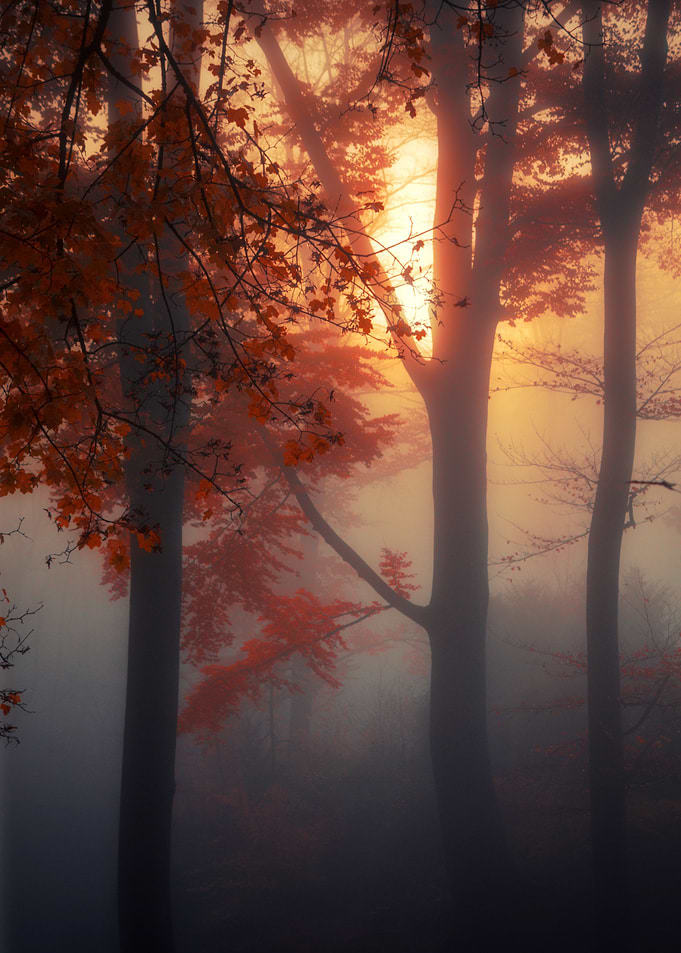 Sun rising on a foggy November morning in a german beec ...