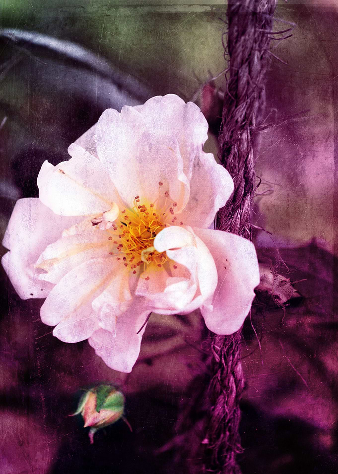 pink rose bloom