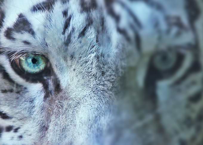 Staring Tiger