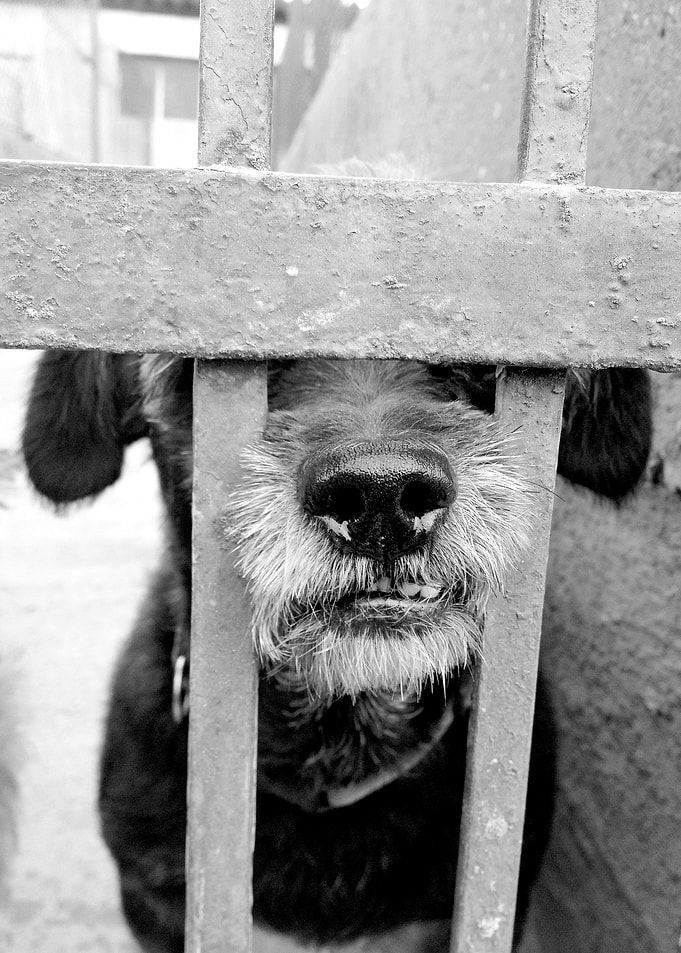 dogs behind bars #1
