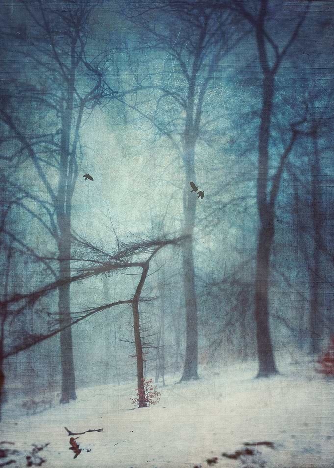 Forest clearing on a cold foggy winter day - texturized ...