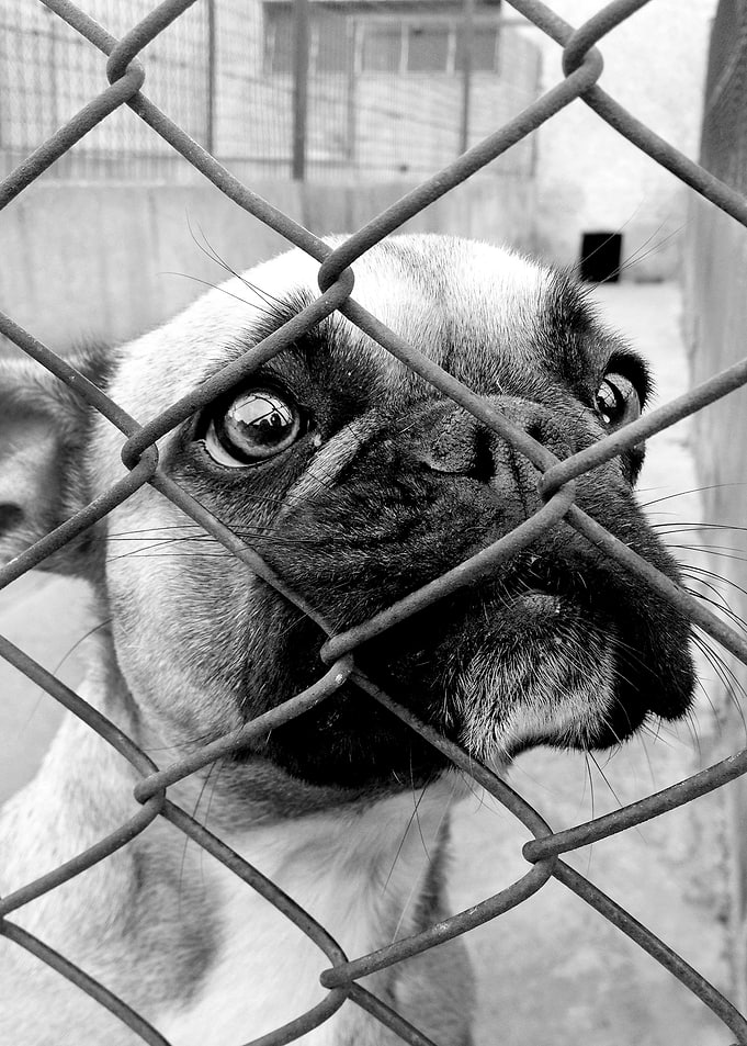 dogs behind bars #2