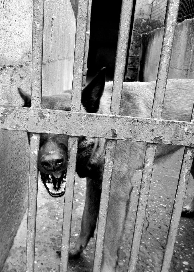 dogs behind bars #3