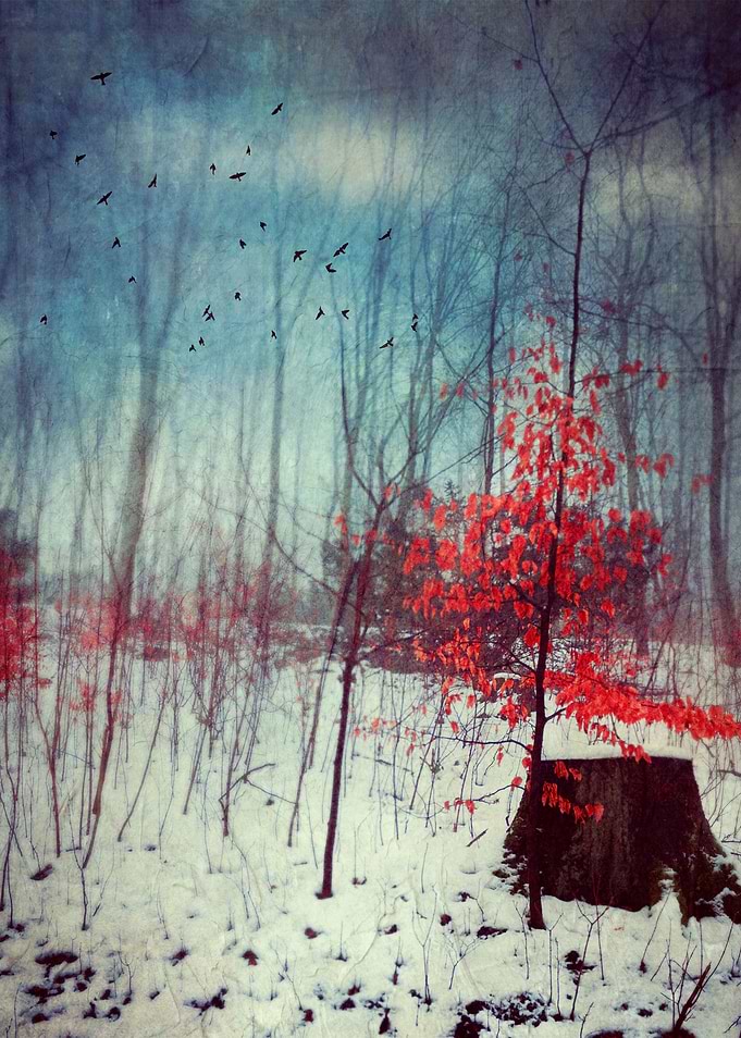 Last leaves on a small tree in a forest winter scenery ...