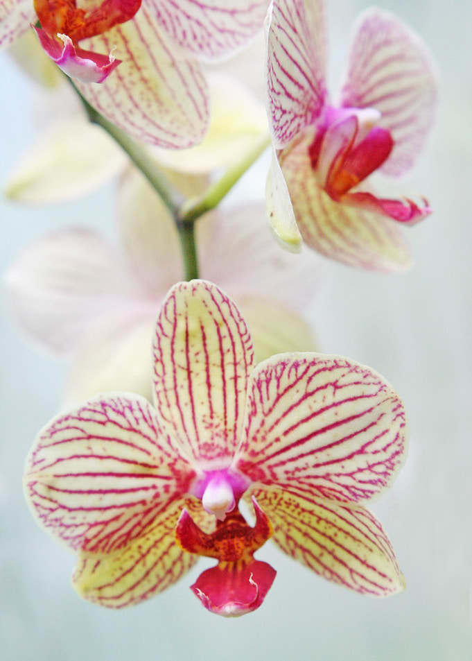 Pink and white orchids