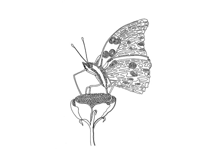 Butterfly, One Liner