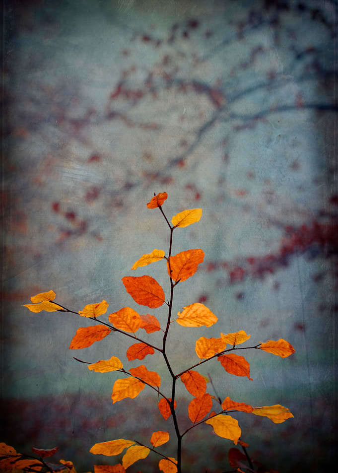 Last colorful leaves on a beech tree - texturized photo ...