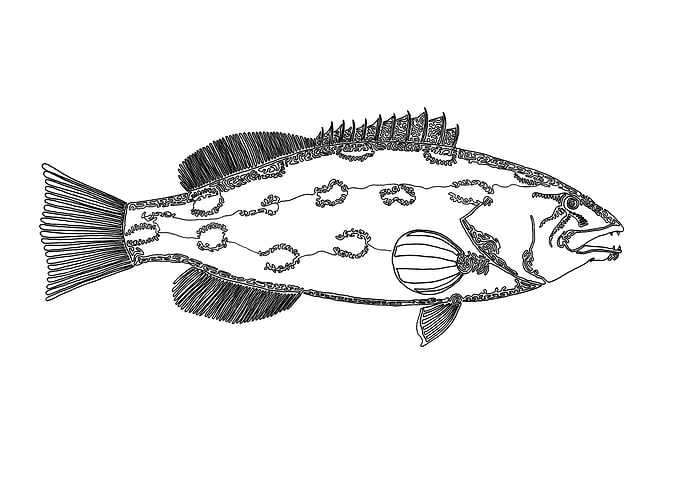 Grouper, One Liner