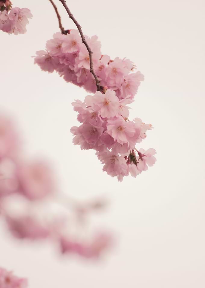 CHERRY SPRING