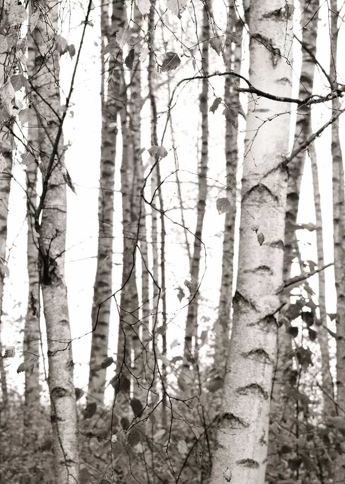BIRCHWOOD