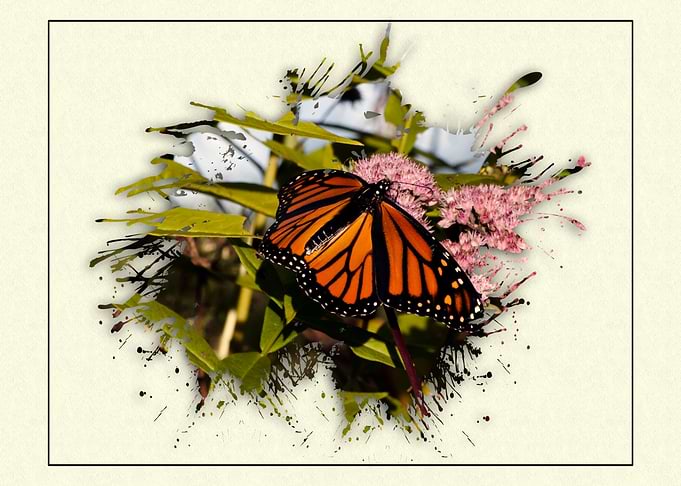 Butterfly Splat