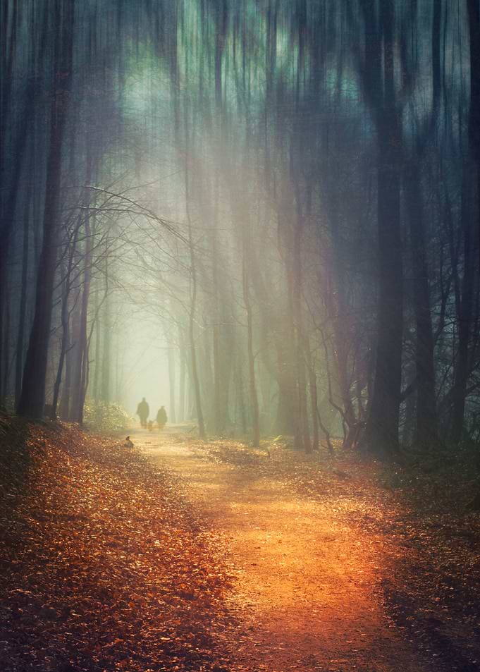 Forest in early morning light - texturized photograph