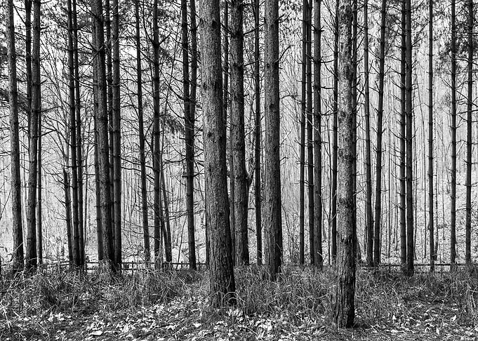 Tree trunks