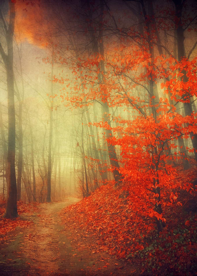 Last fiery leaves on trees ona late fall day - texturiz ...
