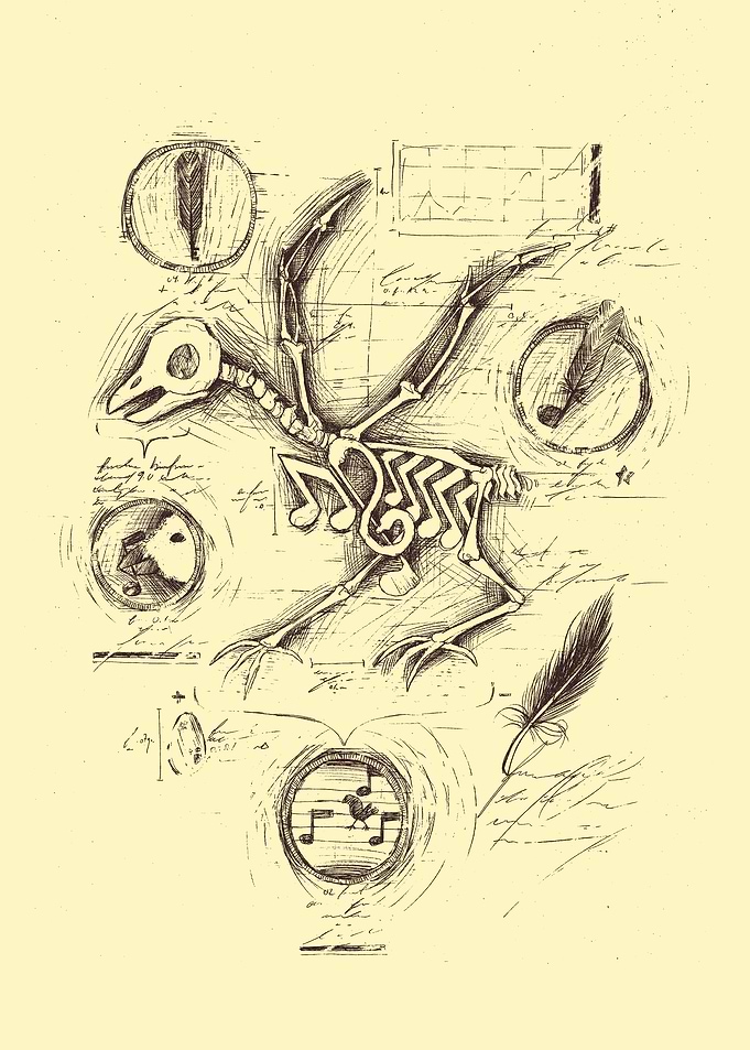 Musics Anatomy