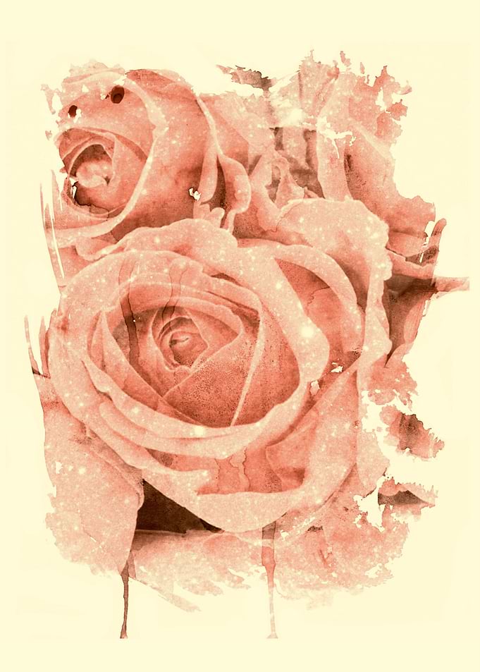 peach roses