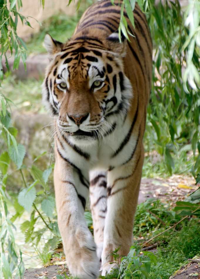 Tiger_2014_1202