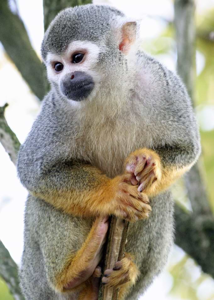 Monkey_2014_1201