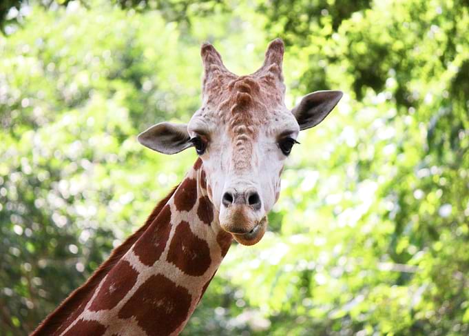 Giraffe