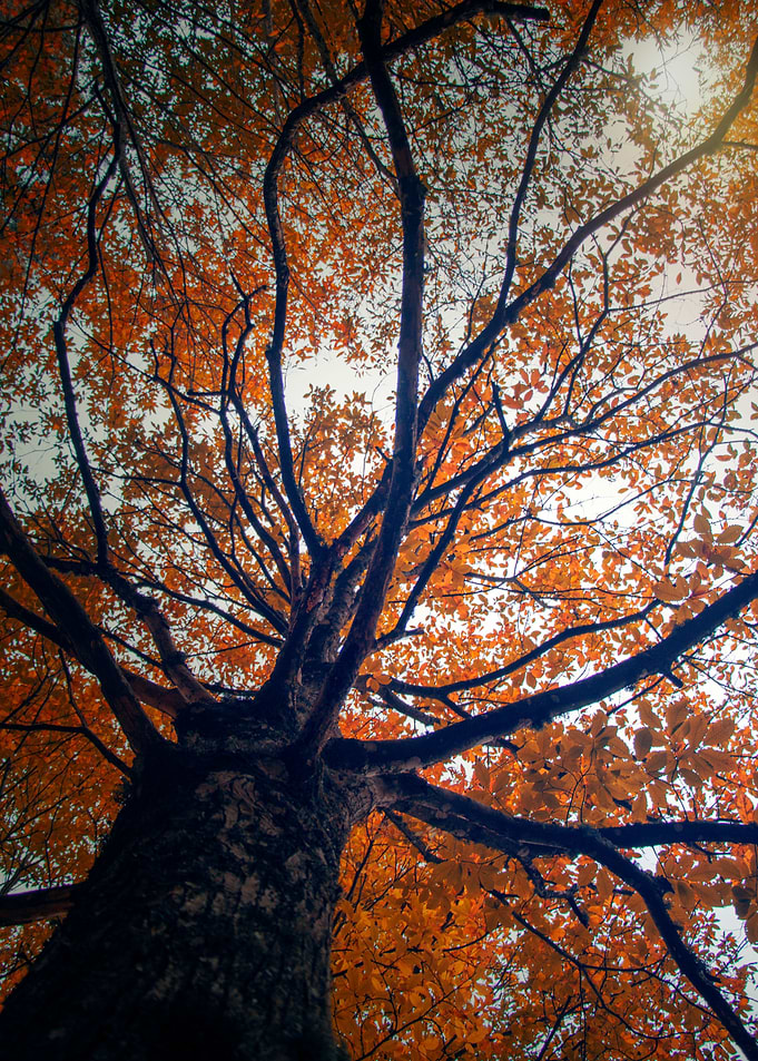 The big tree
