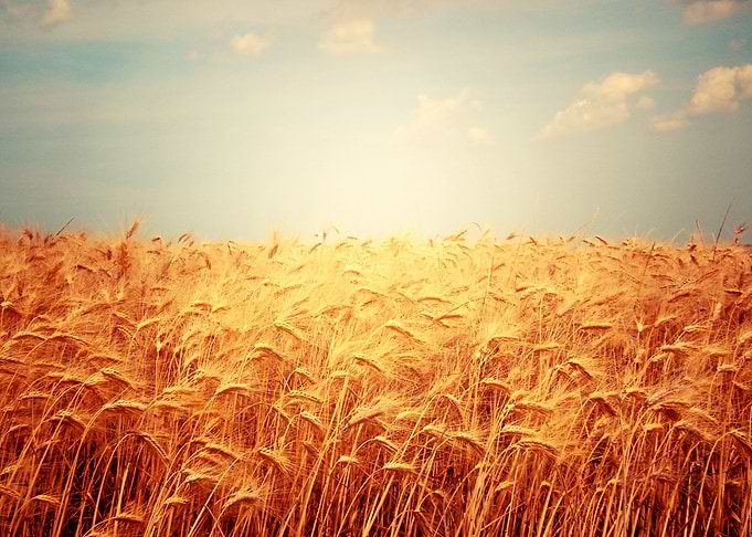 Harvest Time