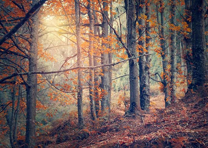 fairy forest