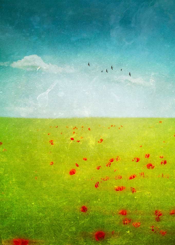 Abstract landscape with poppies - texturized photograph ...