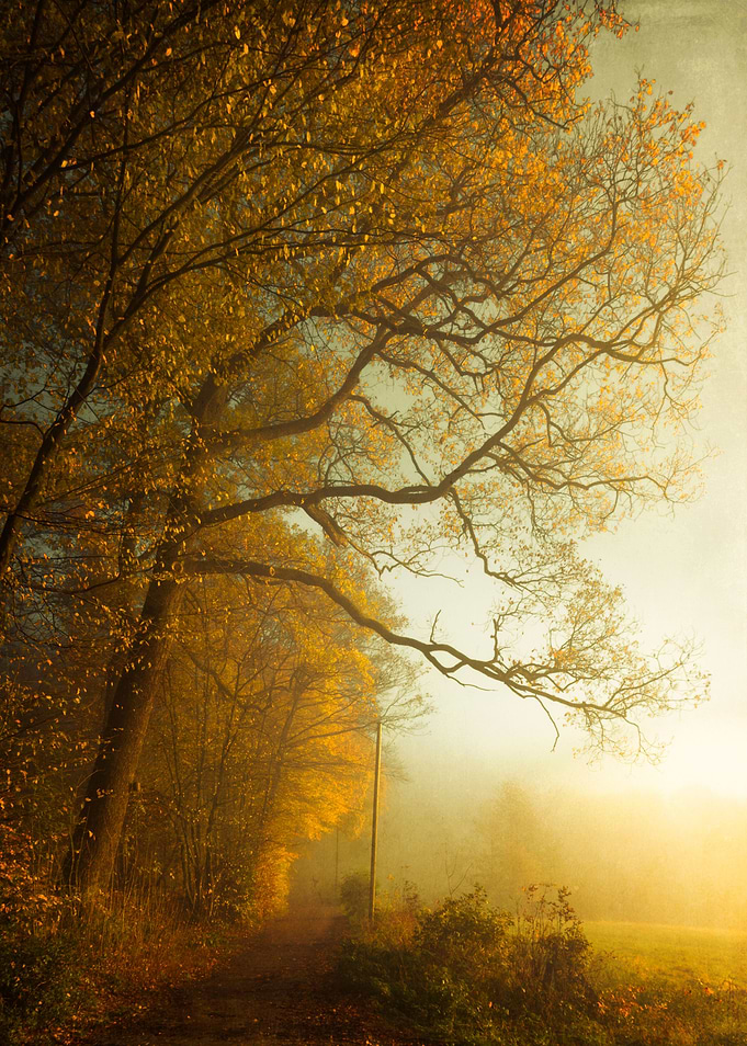 Forest and field on a hazy fall morning at sunrise - te ...