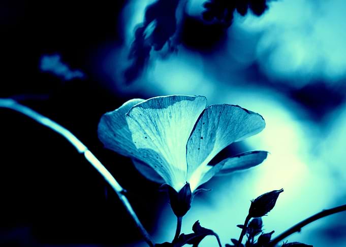Blue Music