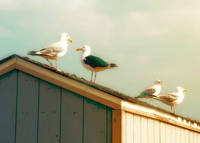 Summer sea gulls on a cottage roof. One can almost hear ...