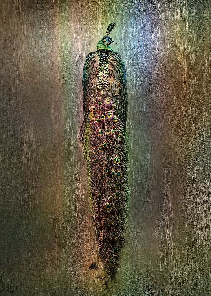Peacock