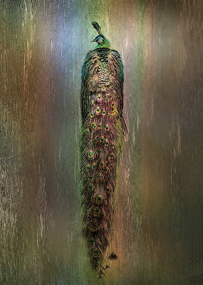 Peacock