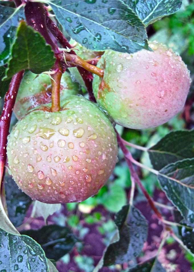 Apple