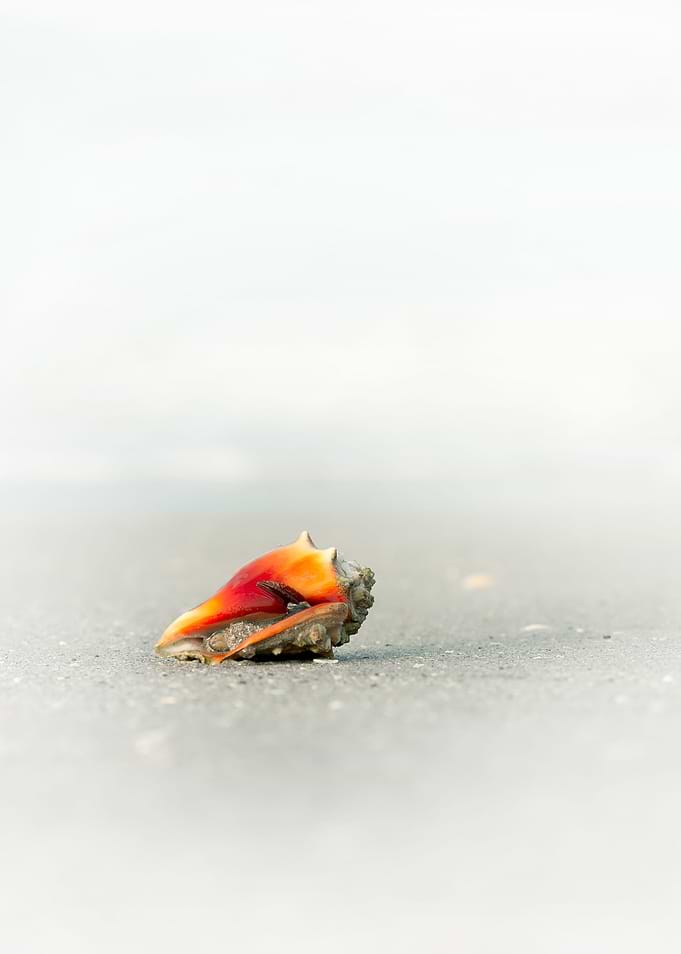 Seashell