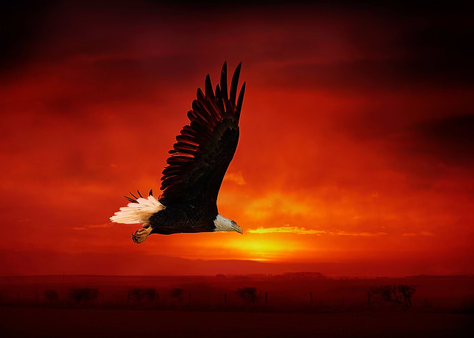 Bold eagle