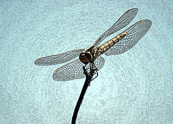 Dragonfly