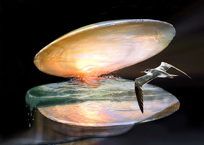 Seashell