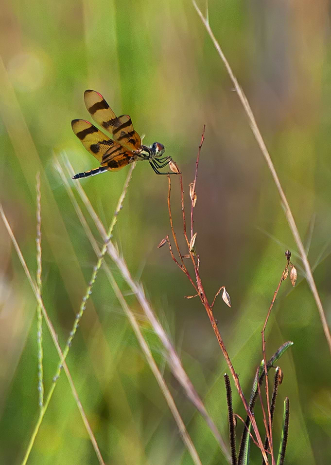 Dragonfly