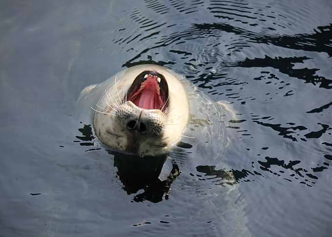 Harbor Seal